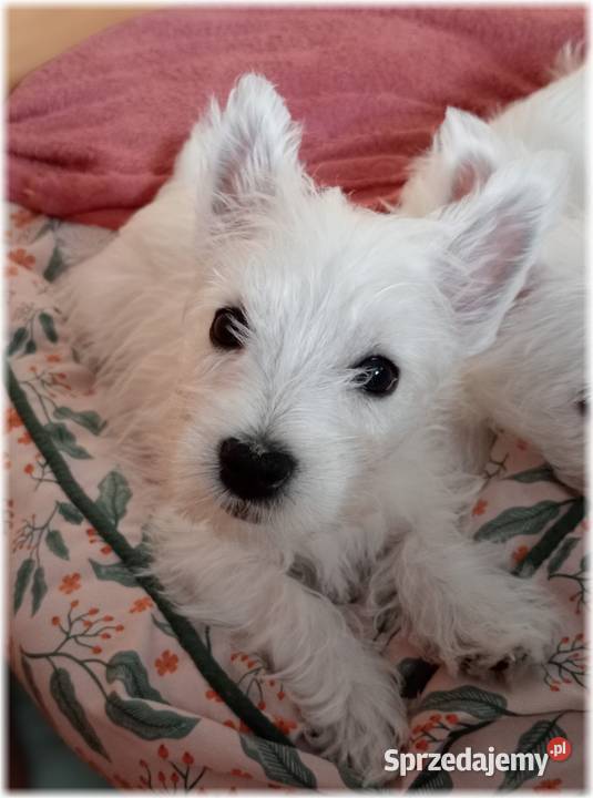 ZKwP FCI West Highland White Terrier DNA CMO0 Częstochowa