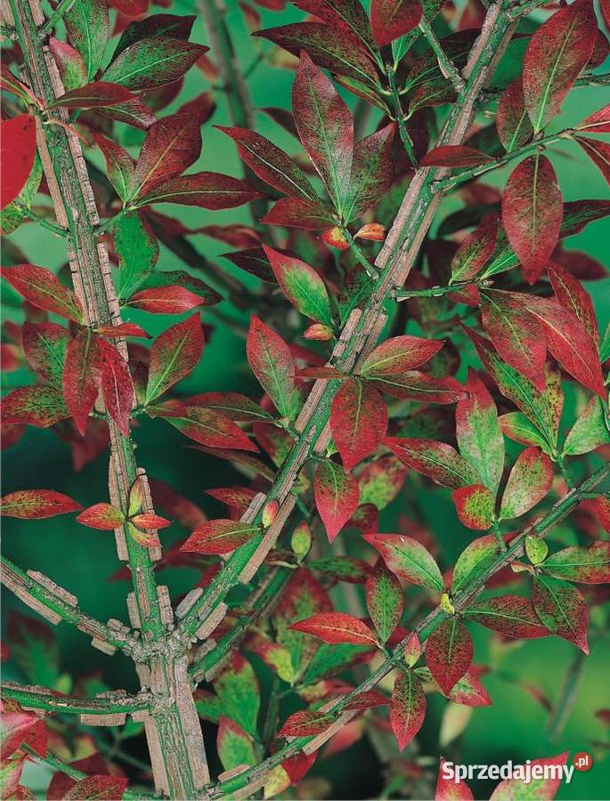 Trzmielina Oskrzydlona DUŻE SADZONKI Dobczyce