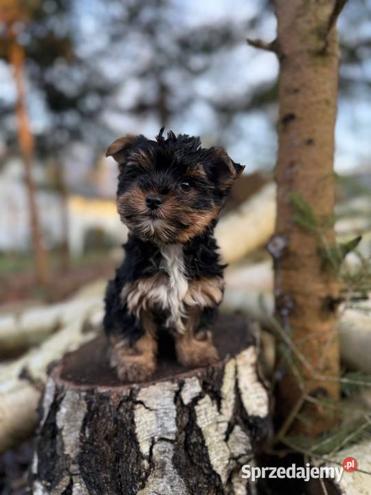 Piękny piesek York XXS z rodowodem Kraków
