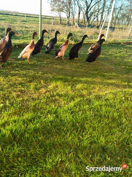 Biegusy kaczki i kaczory