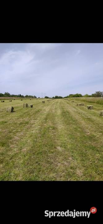 Sprzedam siano i słomę w kostkach świętokrzyskie