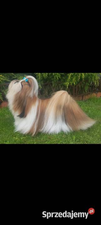 Piesek ShihTzu Mokrsko