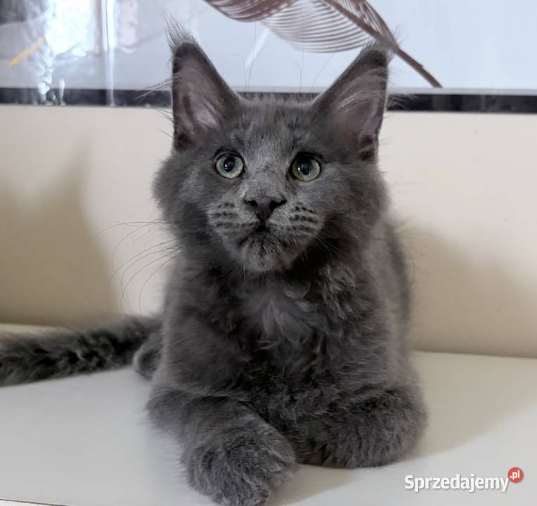 Maine Coon kocięta Wińsko