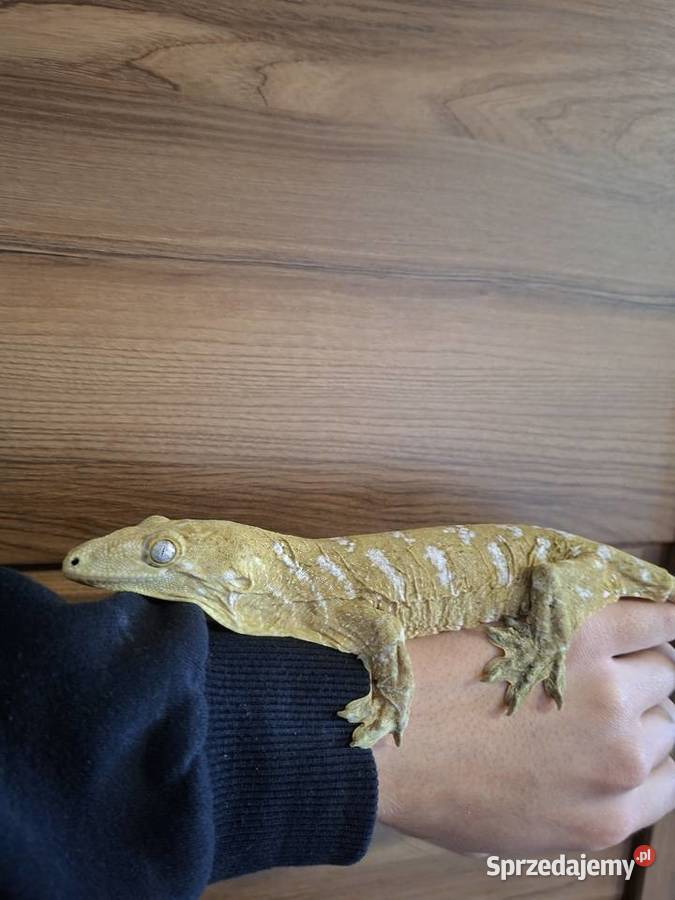 Gekon olbrzymi leachianus samice Nowy Sącz