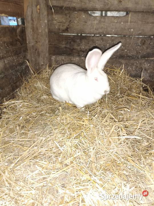 Sprzedam króliki mazowieckie Machnatka sprzedam