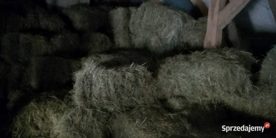 Sprzedam siano w kostce Odolanów