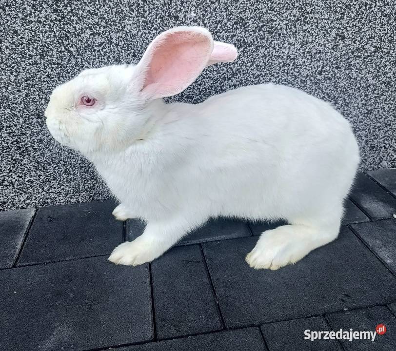 Sprzedam króliki termondzkie Kijowskie Nowiny