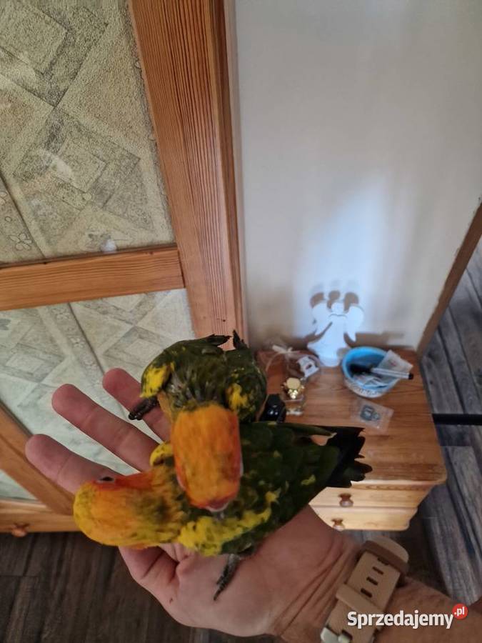 Konury słoneczne Bielsko-Biała