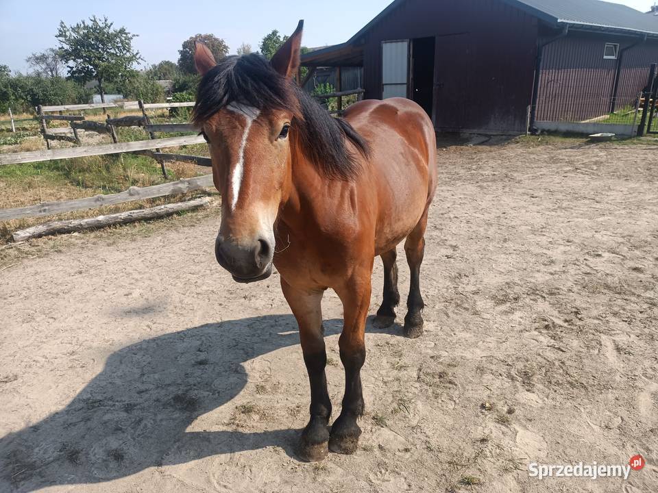 Źrebica PKZ Krasienin-Kolonia