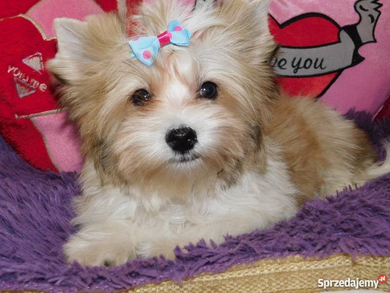 biewer yorkshire terrier golddust piesek Kraków