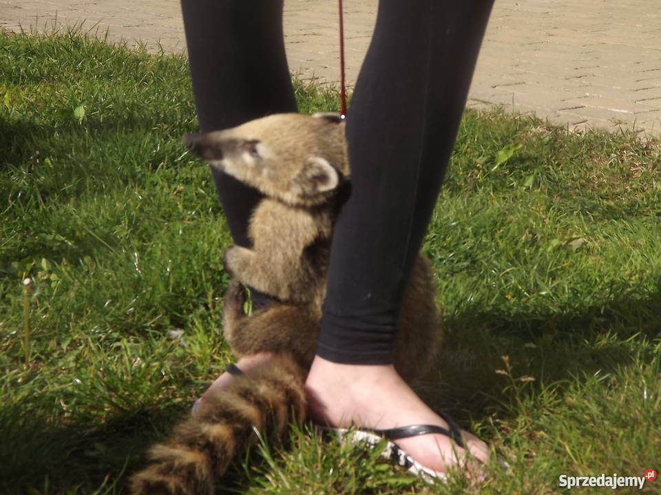 Ostronos Coati młodziutki samczyk Kołobrzeg
