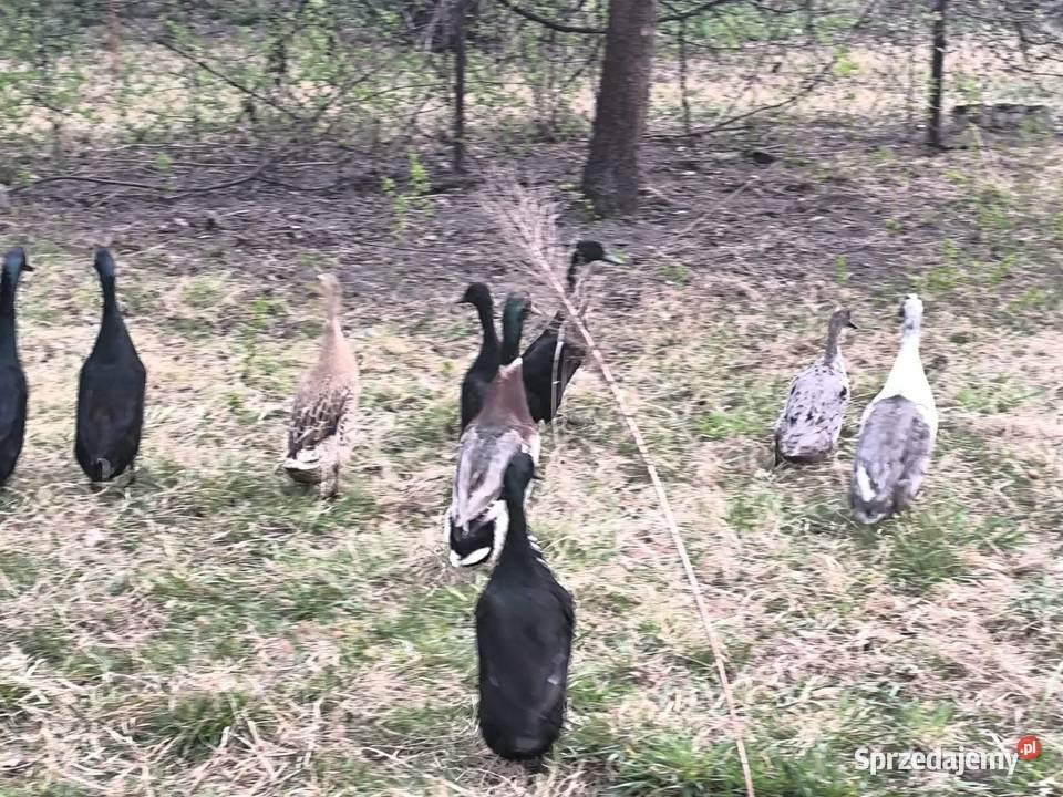 Biegusy Drób i ptactwo Przebendów