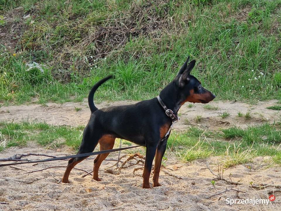 Pinczer Miniaturowy ZKwP FCI szczenięta Wrocław