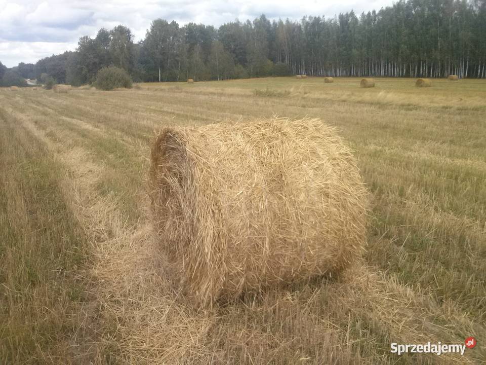 Słoma Rolnictwo Wincencin