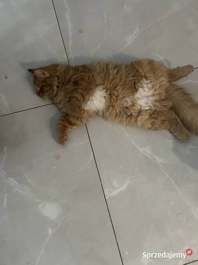 Rodowodowe kotki syberyjskie Świerzna