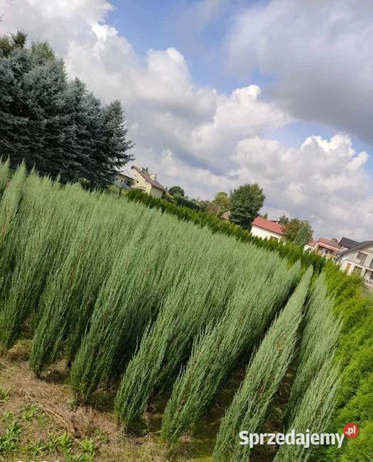 Jałowiec Blue Arrow Podkarpackie Iglaste Rzeszów