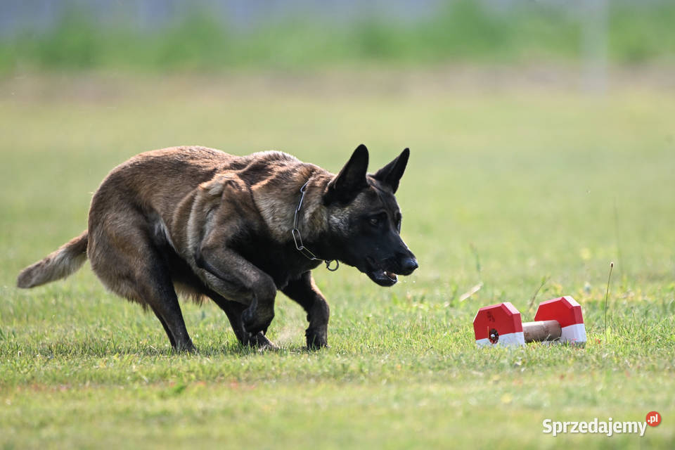 Owczarek Belgijski Malinois FCIZKWP Lubnów