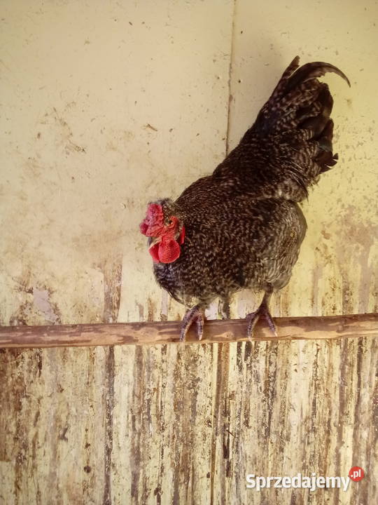 Sprzedam dwa młode kogutyspokojne Mochnaczka Niżna