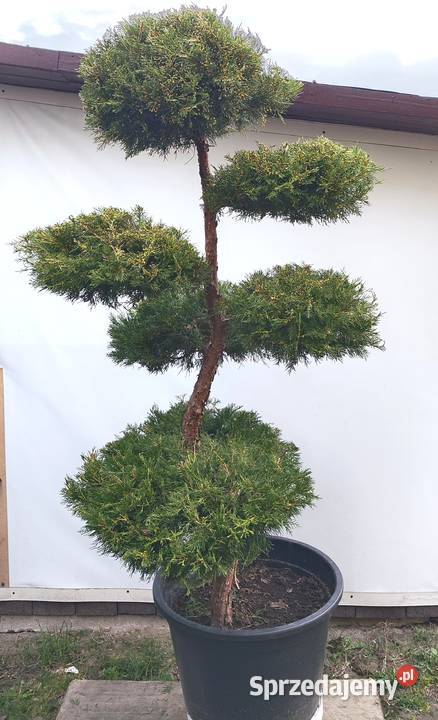 Bonsai Niwaki Jałowiec Kuriwao Gold Medynia Łańcucka sprzedam