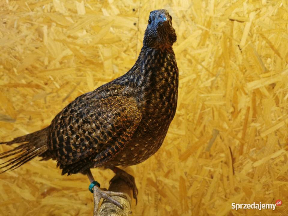 Bażanty Tragopan SATYR Tragopan czerwony Ptaki z