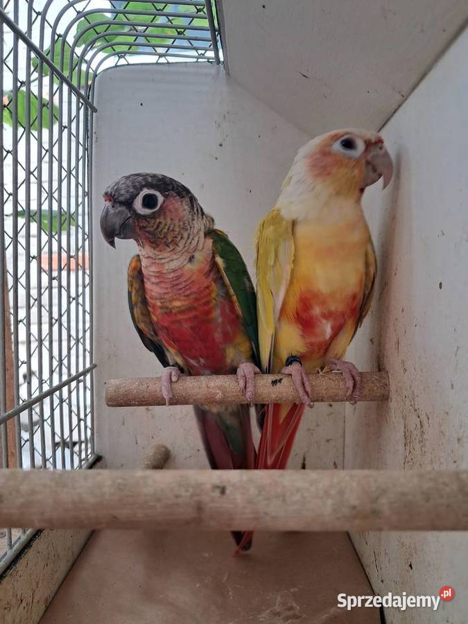 RudosterkaRudosterki Tryńcza