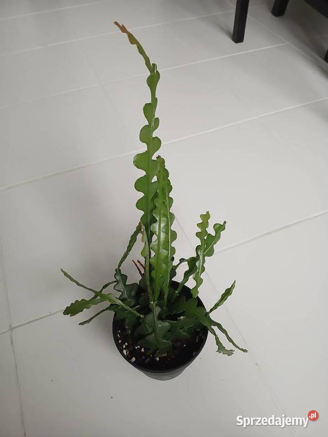 Epiphyllum anguliger kaktus zygzakowaty zygzak Częstochowa