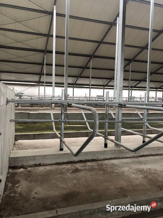 Gospodarstwo rolne bydło mleczne 410djp Braniewo