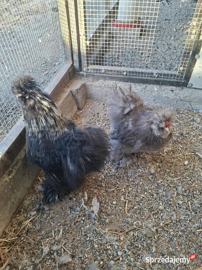 Kogutki silki 2025 Miejska Górka