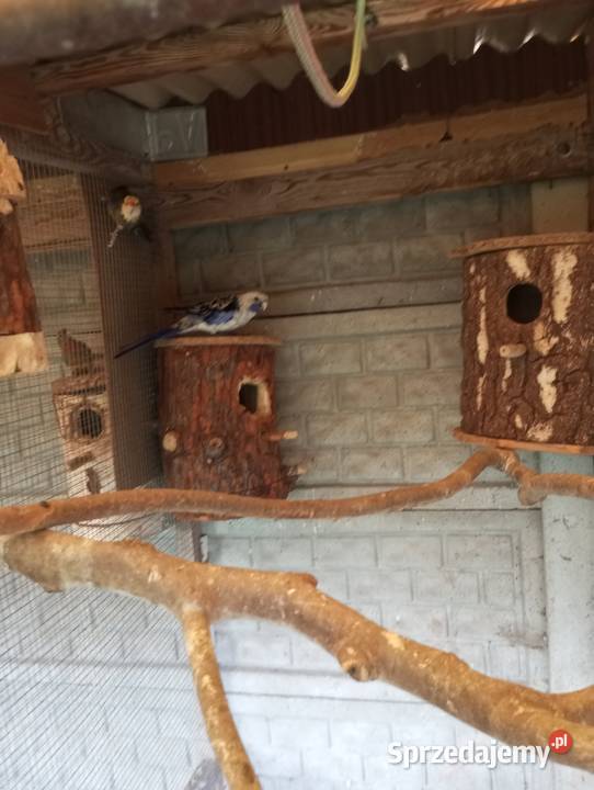 Barabandy rozelle aleksandretty Grodzisk Wielkopolski