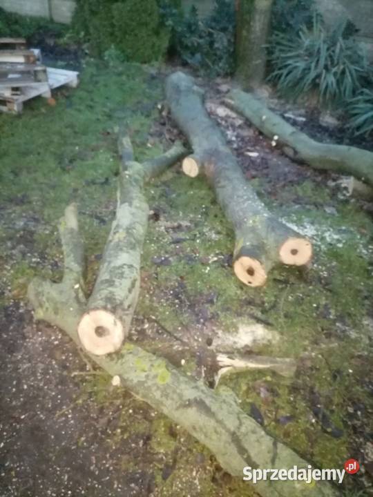 Pień orzecha włoskiego Kalisz