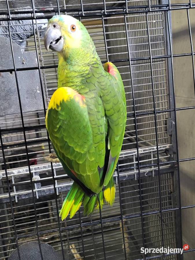 Amazonka niebieskoczelna żółtoskrzydła Ptaki Aleksandrów Kujawski