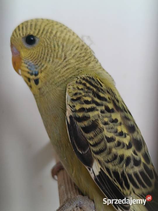 Falista Black face Ptaki Zbylitowska Góra