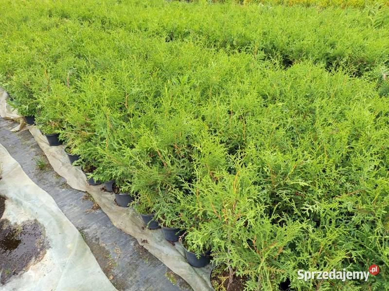 Thuja Brabant 4050 5 Wrocław sprzedam