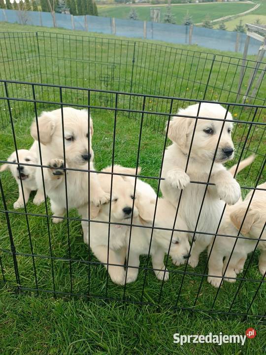 Golden Retriever szczeniak Lublin