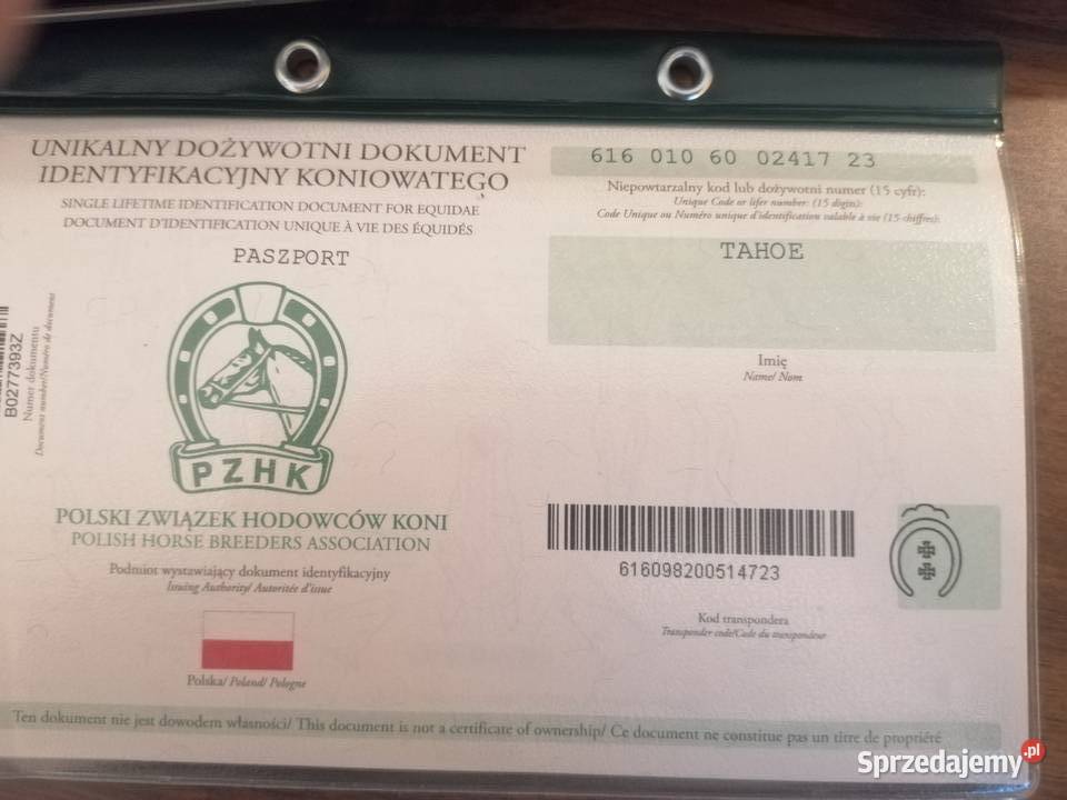 Ogierek sztumski kasztan do hodowli do programu Zwierzęta Orzysz