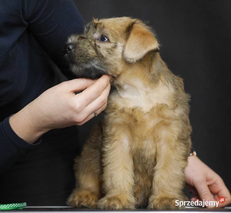 Terier pszeniczny Irish Soft Coated Wheaten Pozostałe Rzeszów