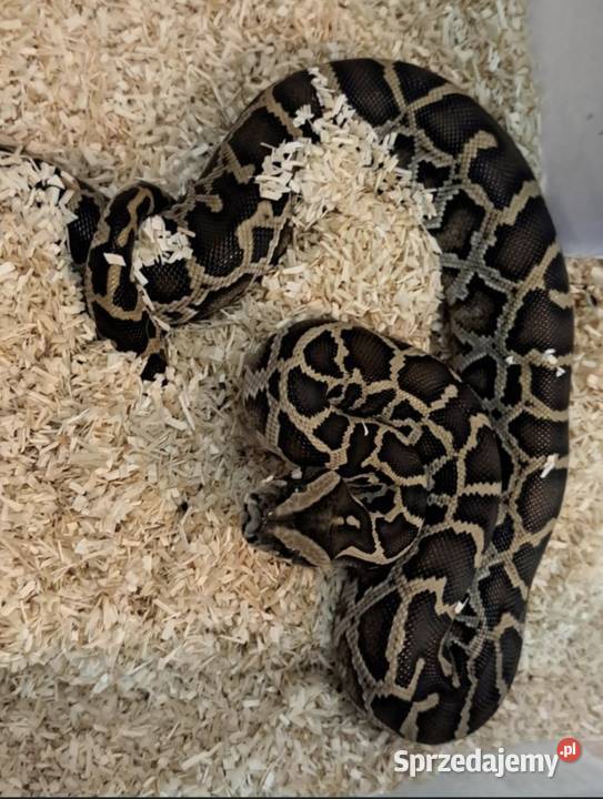 Pyton tygrysi ciemnoskory Pyton birmański Python