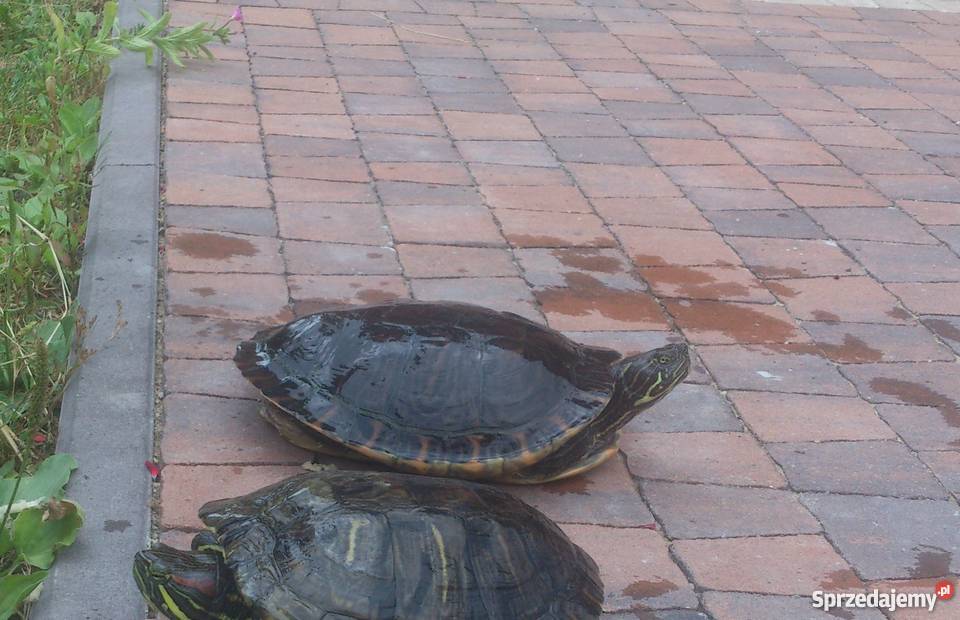 Oddam żółwia wodnolądowego Pozostałe Rzeszów