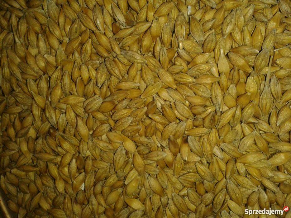 Jęczmień jary SOLDO do siewu