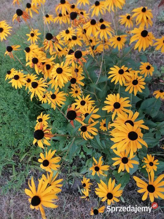 Marcinki jesienne kwiaty mrozoodporne łódzkie