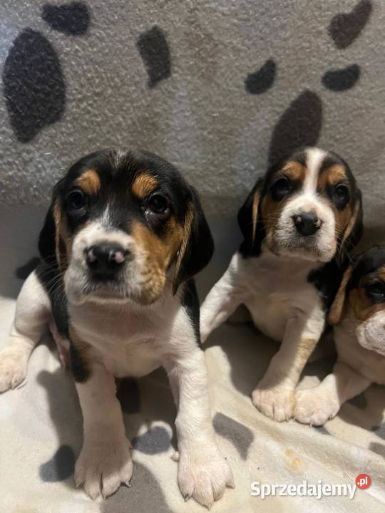 Pieski rasy Beagle małopolskie Limanowa