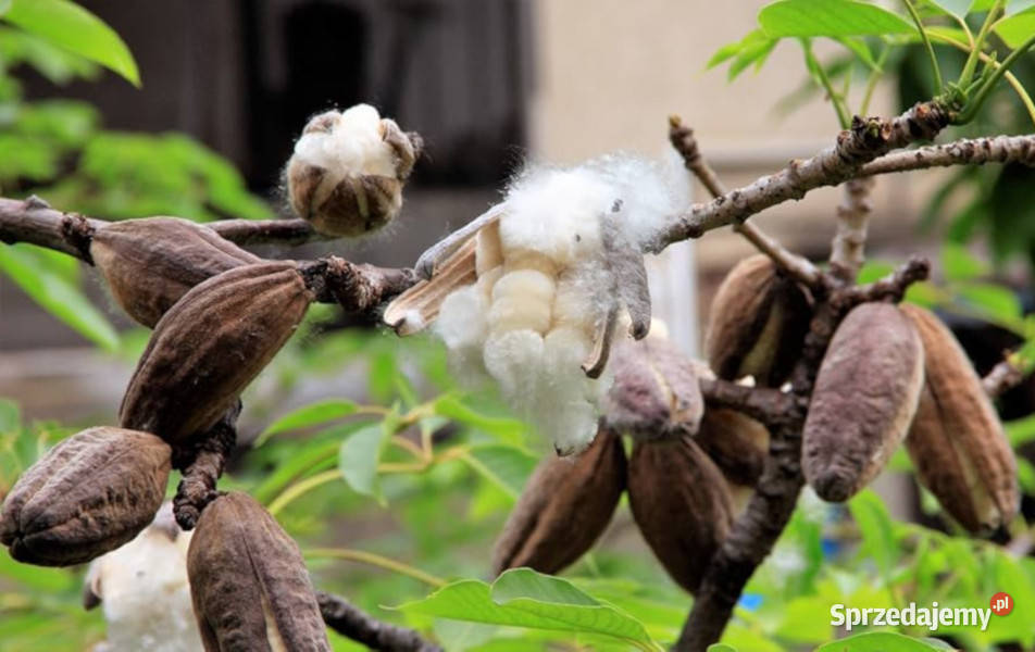WEŁNIAK AZJATYCKI Bombax ceiba NASIONA 100g Nasiona Lubanie