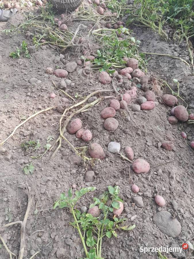 Ziemniaki warzywa Łapy-Kołpaki