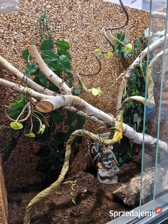 Sprzedam Terrarium szklane 80 396 85 2 lampy UVB Gdańsk