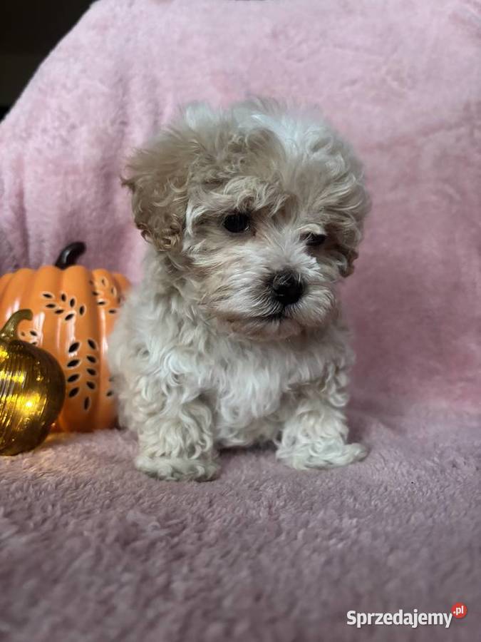 Piesek Maltipoo F1 beżowy