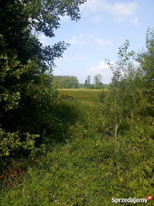 Łąka Pastwisko Kożyno 092 ha Bielsk Podlaski sprzedam