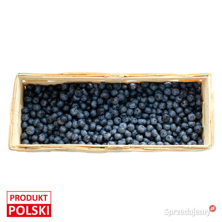 Borówka amerykańska Perła