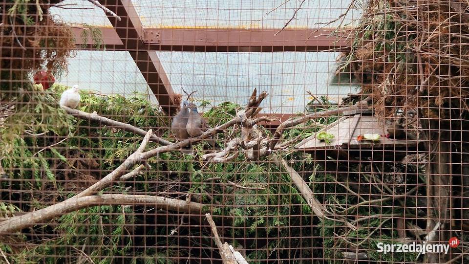 Turkawka Wschodnia sprzedam