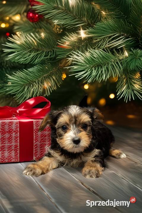 Yorkshire terrier Morąg sprzedam