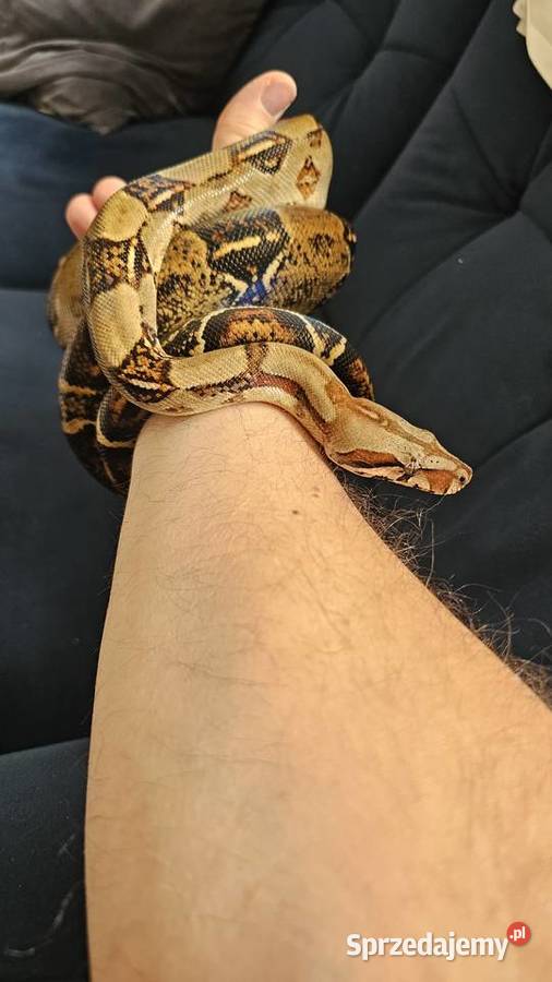 Wąż Boa Co strictor samiec piękny tęczowy połysk Poznań